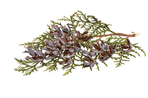 Thuja Geïsoleerd Witte Achtergrond — Stockfoto