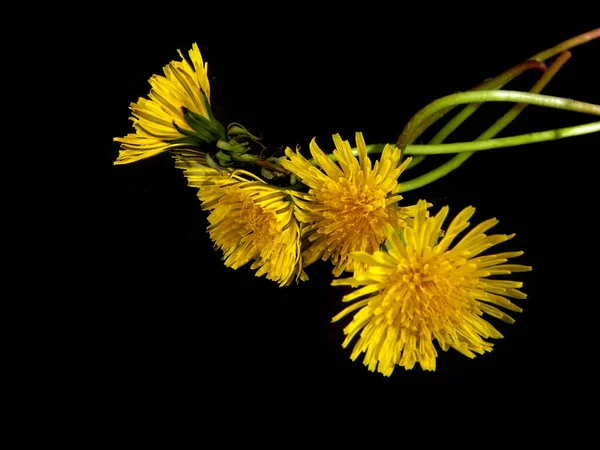 Gul Blomma Isolerad Svart Bakgrund — Stockfoto