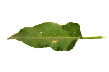 Beyaz arkaplanda yeşil yaprak izole edildi