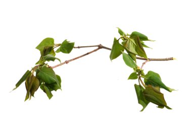 Beyaz arkaplanda yeşil yaprak izole edildi