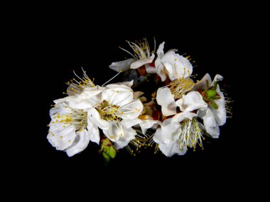                                siyah arka plan üzerine izole bahar çiçek