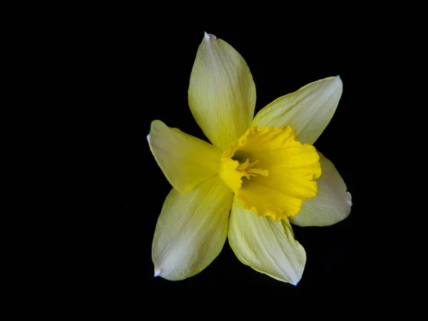 Žlutý Květ Izolované Černém Pozadí — Stock fotografie