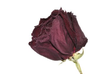 beyaz arkaplanda izole gül