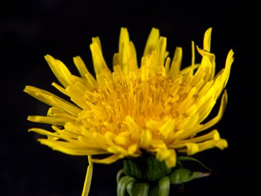                                Sarı çiçek siyah arkaplanda izole edildi