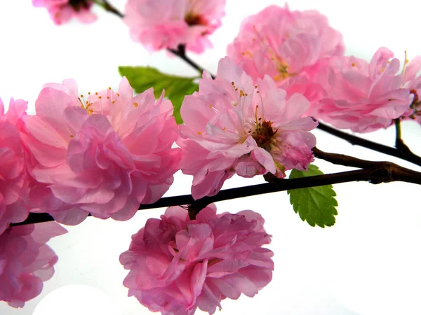 Sakura Izolované Bílém Pozadí — Stock fotografie