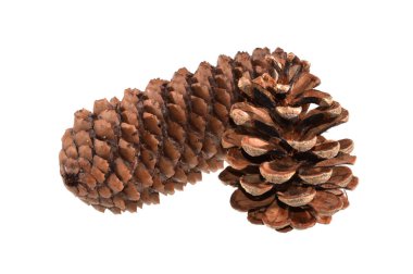 tümsek beyaz arkaplanda izole edildi