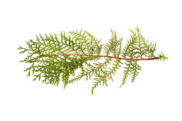 Thuja Beyaz Arkaplanda Izole — Stok fotoğraf