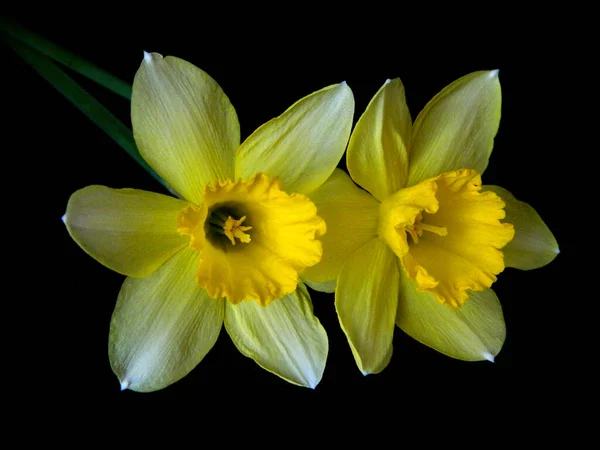 Желтый Цветок Изолирован Черном Фоне — стоковое фото