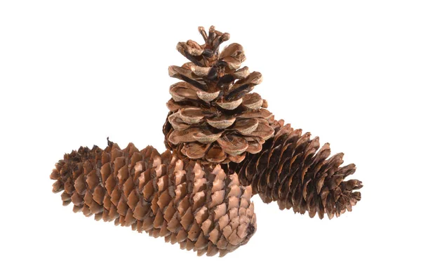 tümsek beyaz arkaplanda izole edildi