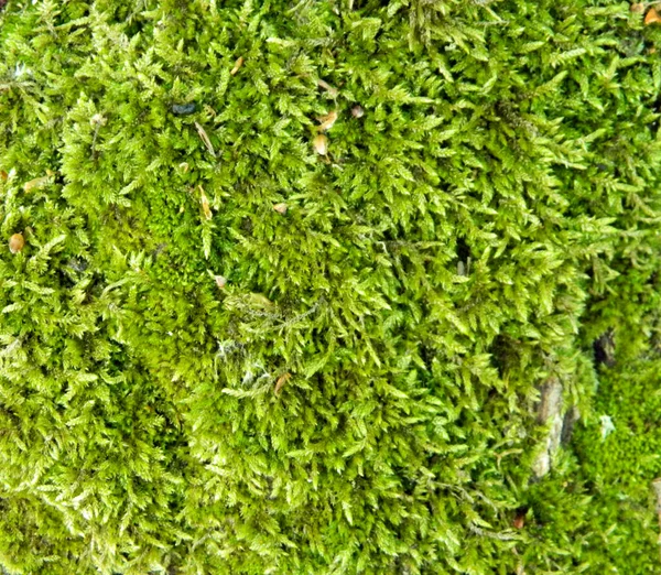 Prairie Lis Vallée Dans Forêt Après Pluie — Photo