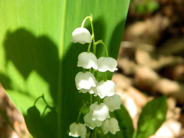 Prairie Lis Vallée Dans Forêt Après Pluie — Photo