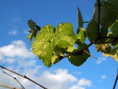                                Yazın bulutlu mavi gökyüzü