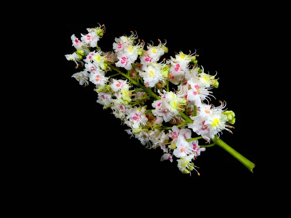 Weiße Kastanienblüten Auf Schwarzem Hintergrund Isolieren — Stockfoto