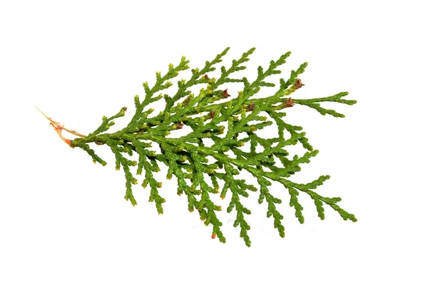 Thuja Isolado Fundo Branco — Fotografia de Stock