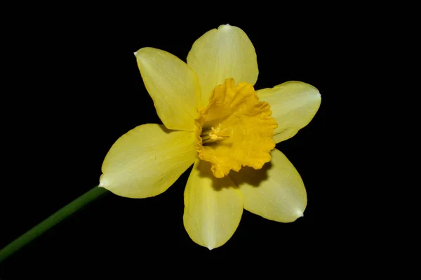yellow flower isolated on black background
