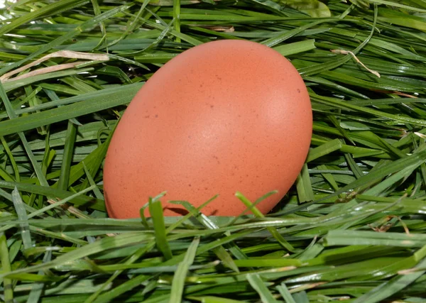 Uovo Isolato Sfondo Bianco — Foto Stock