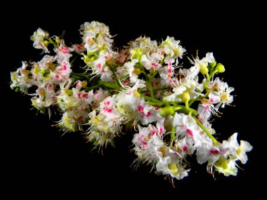                                Siyah arkaplanda beyaz kestane çiçeklerini ayır