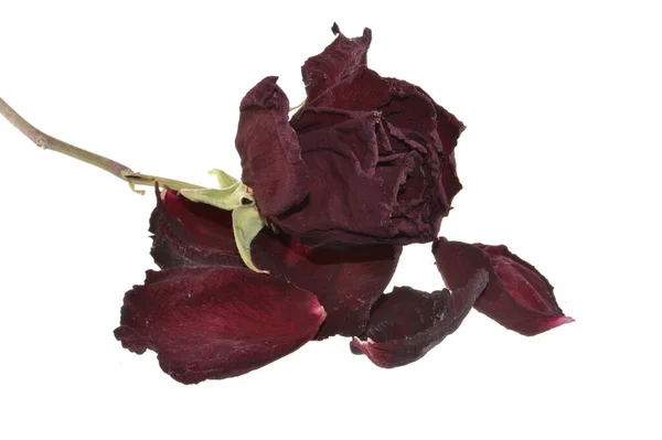 beyaz arkaplanda izole gül