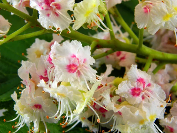 Bunga Kastanye Putih Dipotong Musim Semi — Stok Foto