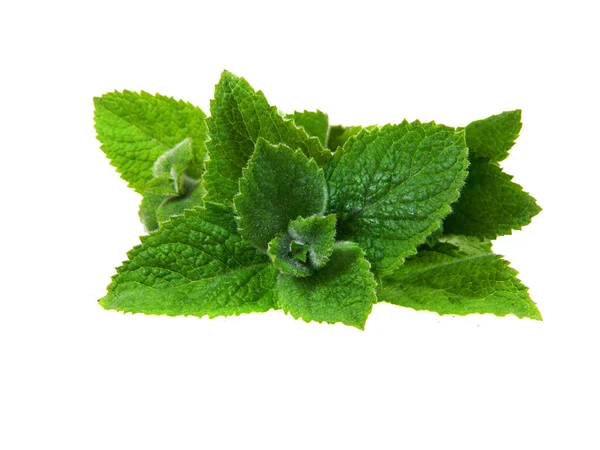                                Beyaz arkaplanda izole edilmiş nane