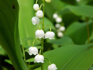                                Yağmurdan sonra ormanın içindeki vadideki zambak çayırı