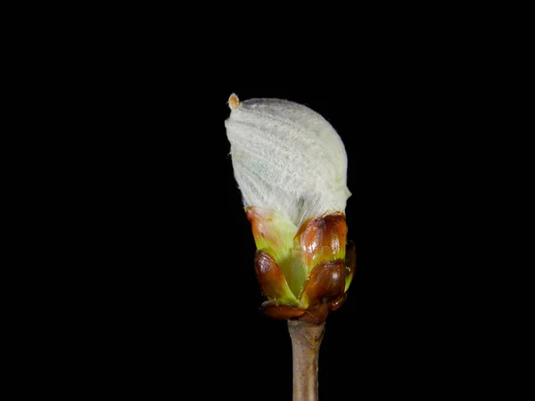 Весенний Цветок Изолирован Черном Фоне — стоковое фото