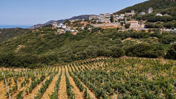 Vineyard Corsica Landscape France Europe