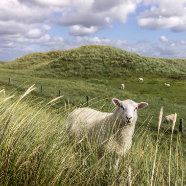Koyun Sylt Adası Almanya
