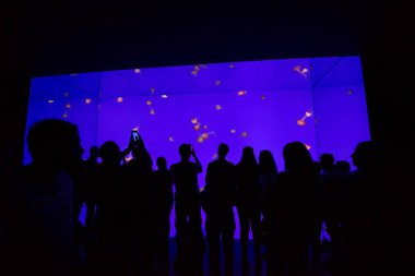 Kanada 'daki Toronto Akvaryumu