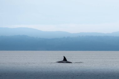 Güzel günbatımı manzarasında kambur balinalar