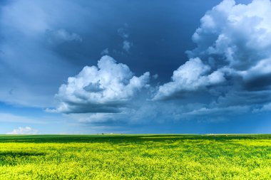 Yazın güzel kanola tarlaları