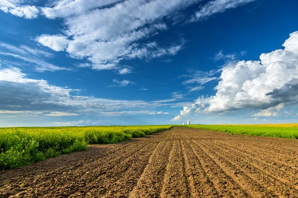 Belos Campos Canola Verão — Fotografia de Stock