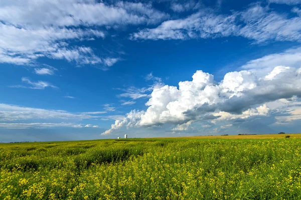 Bellissimi Campi Colza Estate — Foto Stock