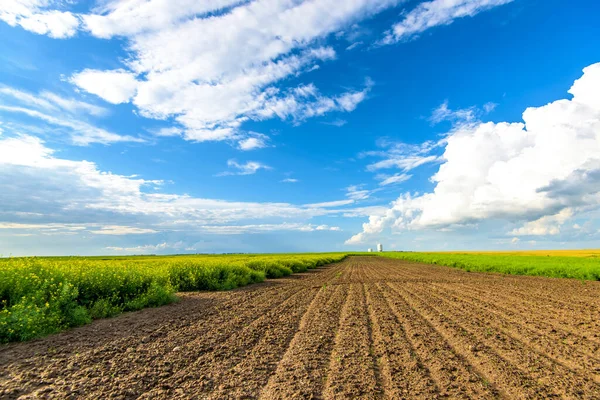 Belos Campos Canola Verão — Fotografia de Stock