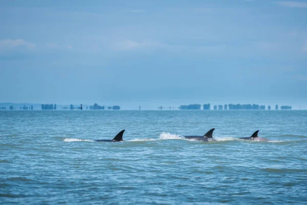 Ballenas Jorobadas Hermoso Paisaje Del Atardecer — Foto de Stock