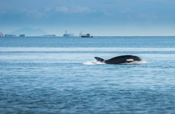 Ballenas Jorobadas Hermoso Paisaje Del Atardecer — Foto de Stock