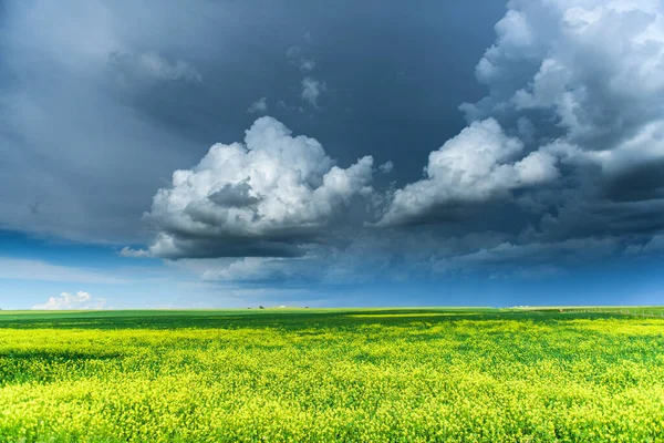 Hermosos Campos Canola Verano —  Fotos de Stock