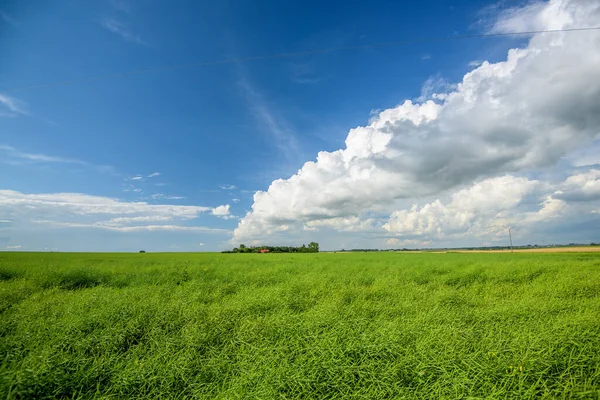 Schöne Rapsfelder Sommer — Stockfoto