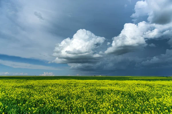 Bellissimi Campi Colza Estate — Foto Stock