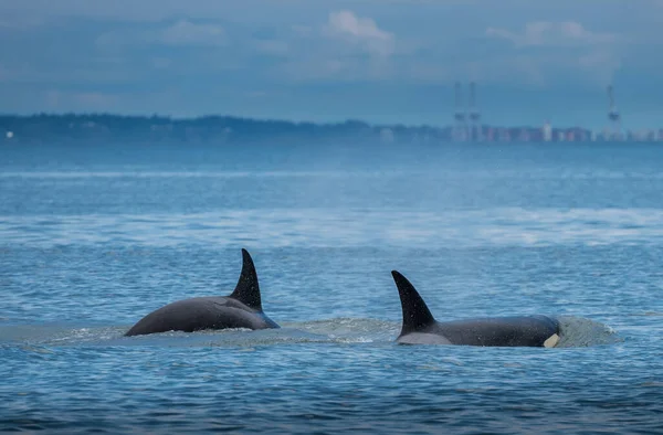 Ballenas Jorobadas Hermoso Paisaje Del Atardecer — Foto de Stock