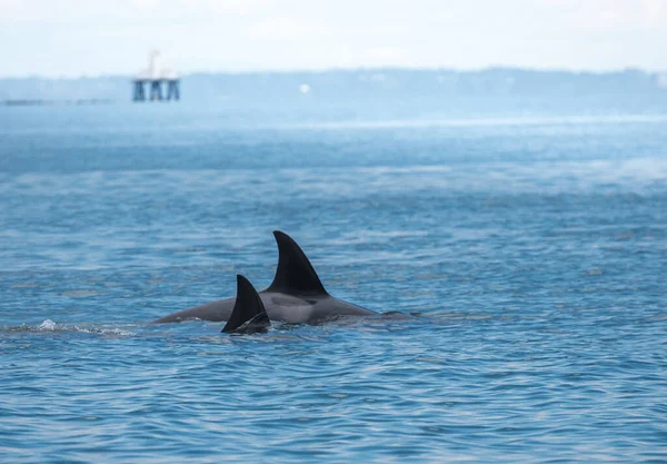 Ballenas Jorobadas Hermoso Paisaje Del Atardecer — Foto de Stock