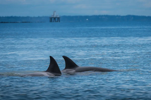 Ballenas Jorobadas Hermoso Paisaje Del Atardecer — Foto de Stock