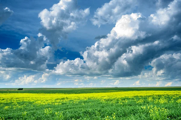 Bellissimi Campi Colza Estate — Foto Stock