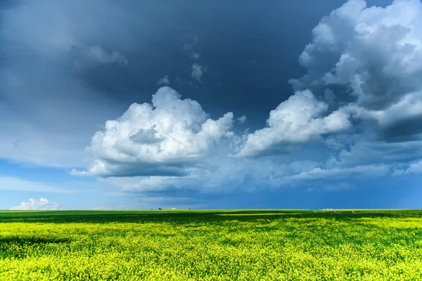 Belos Campos Canola Verão — Fotografia de Stock