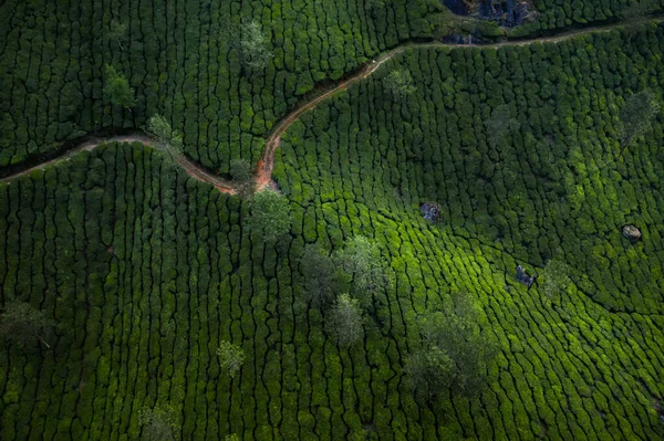 Paisagem Bonita Plantação Chá Pela Manhã — Fotografia de Stock