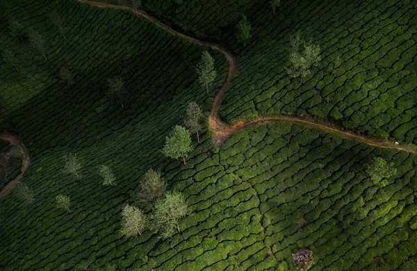 Paisagem Bonita Plantação Chá Pela Manhã — Fotografia de Stock