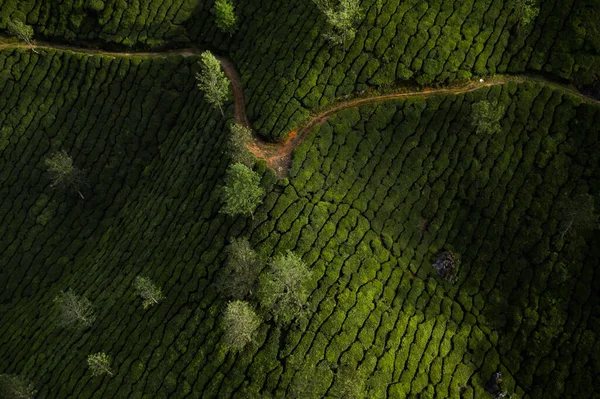 Beau Paysage Plantation Thé Matin — Photo