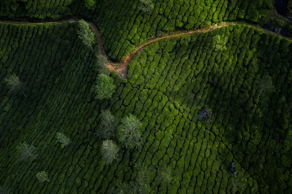 Hermoso Paisaje Plantación Por Mañana —  Fotos de Stock