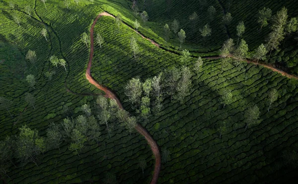 Indah Teh Perkebunan Lanskap Pagi Hari — Stok Foto