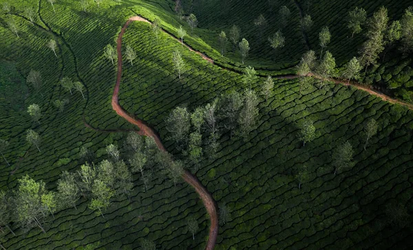 Sabahları Güzel Çay Tarlası Manzarası — Stok fotoğraf